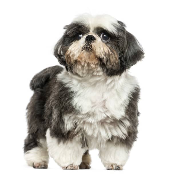 diferença entre shih-tzu e lhasa