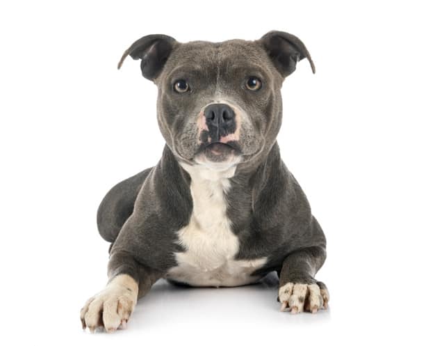Pitbull preto deitado