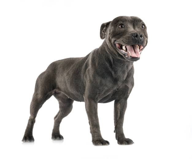 Pitbull