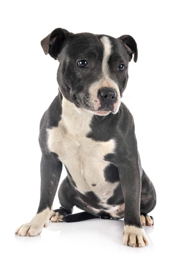 staffordshire bull terrier 87557 14489
