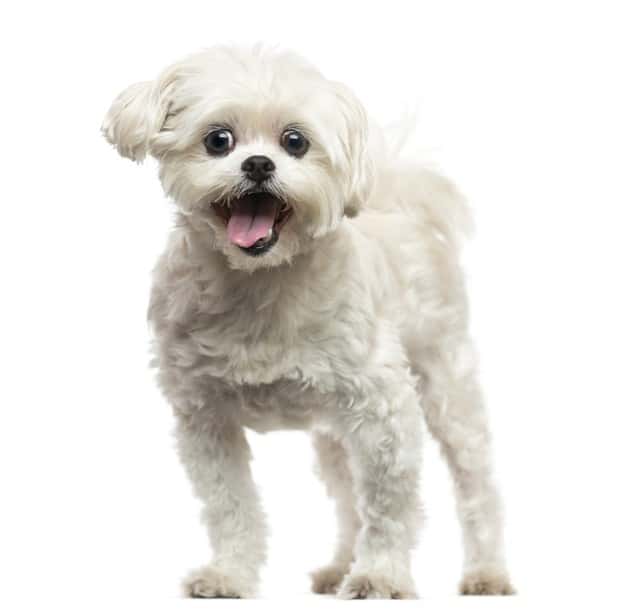 Lhasa Apso branco