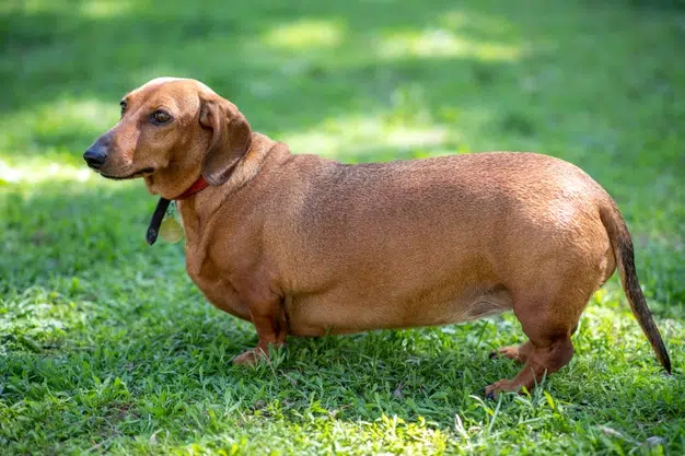 obesidade em cães