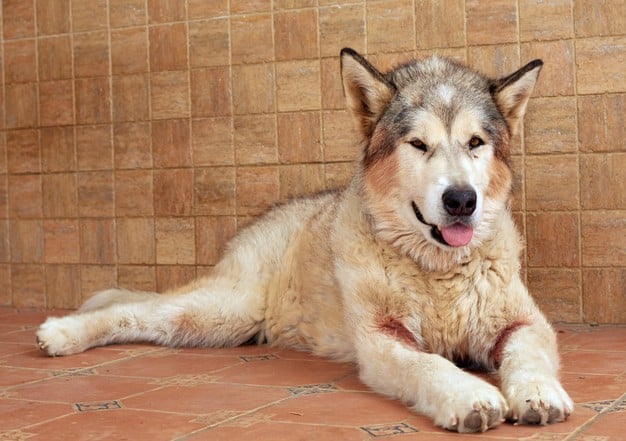 cães com caudas encaracoladas