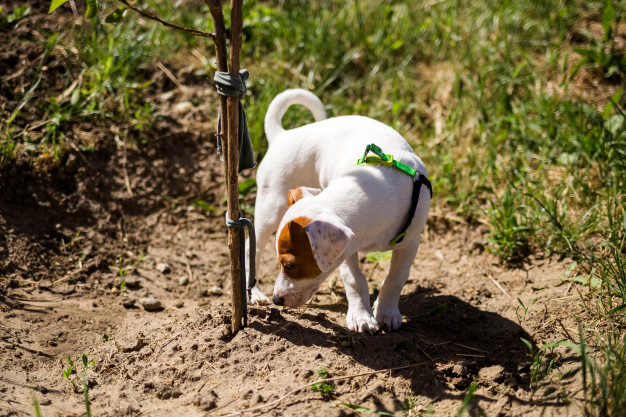 cachorro cheirando o chão
