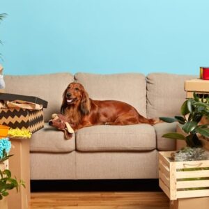 raças de cachorro de apartamento