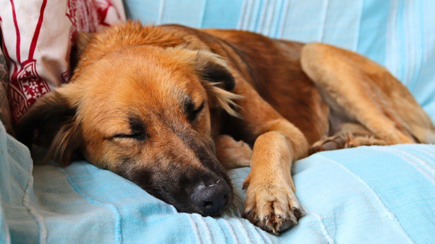 Ajudar o cachorro a dormir