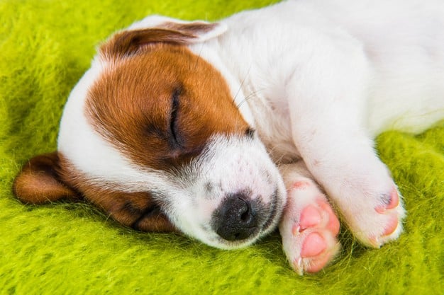 cachorro respira rápido enquanto dorme