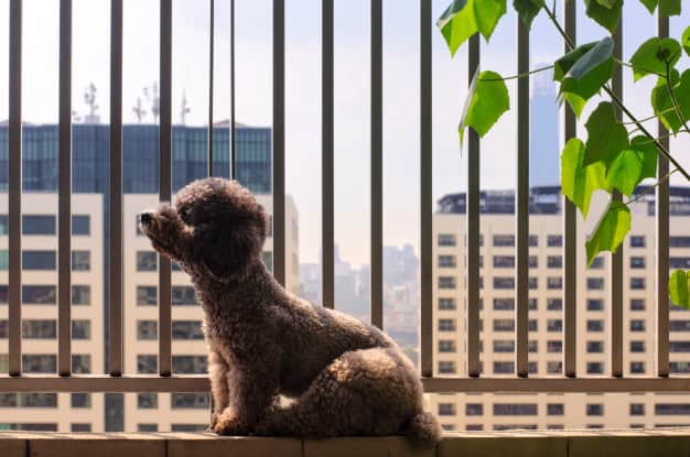 Cachorros em condomínios