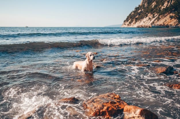 cachorro nadando