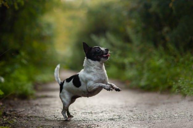 cachorro pulando na visita