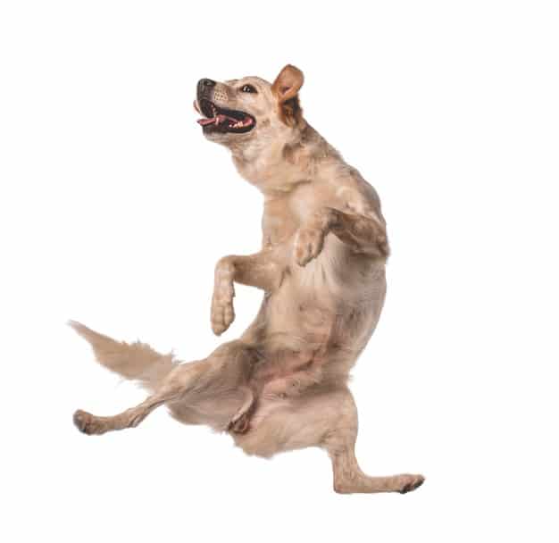 cachorro pulando na visita