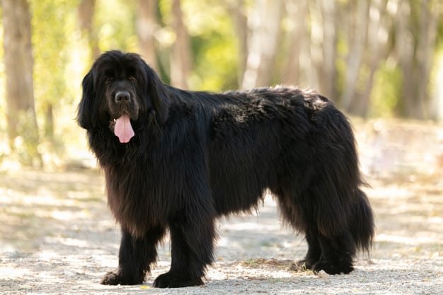 cachorro raça terra nova