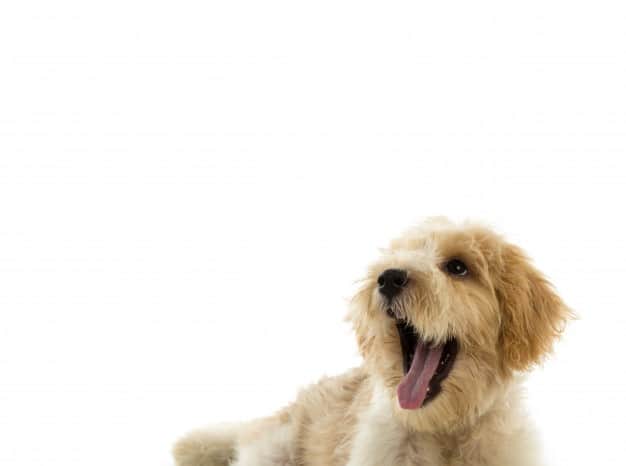 cachorros vingativos