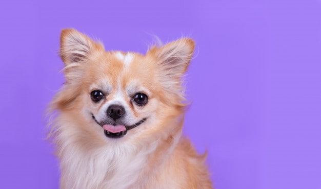 Longevidade do Chihuahua: 15 dicas para prolongar a vida do seu cão 5 Tempo de vida do cachorro