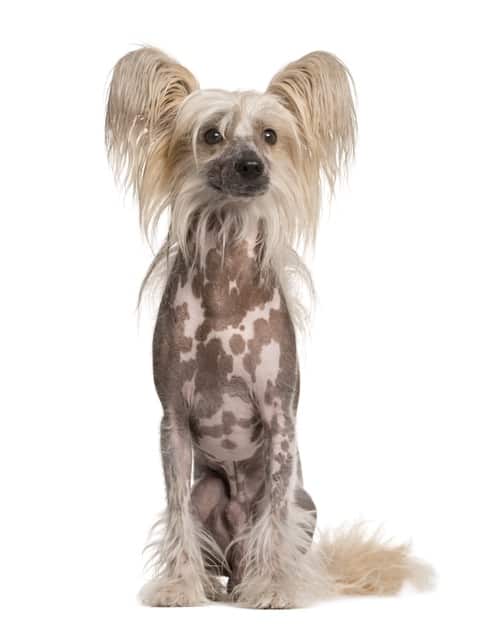 Cães mais caros do mundo: Conheça as raças 5 Cão de Crista Chinês