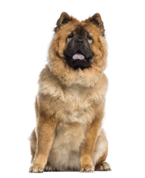 cães com caudas encaracoladas