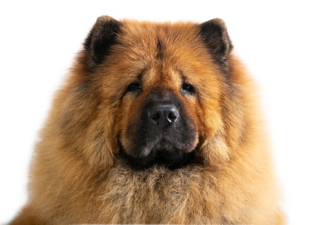 cachorros de médio porte