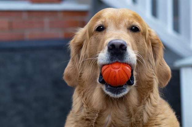 coisas de cachorro