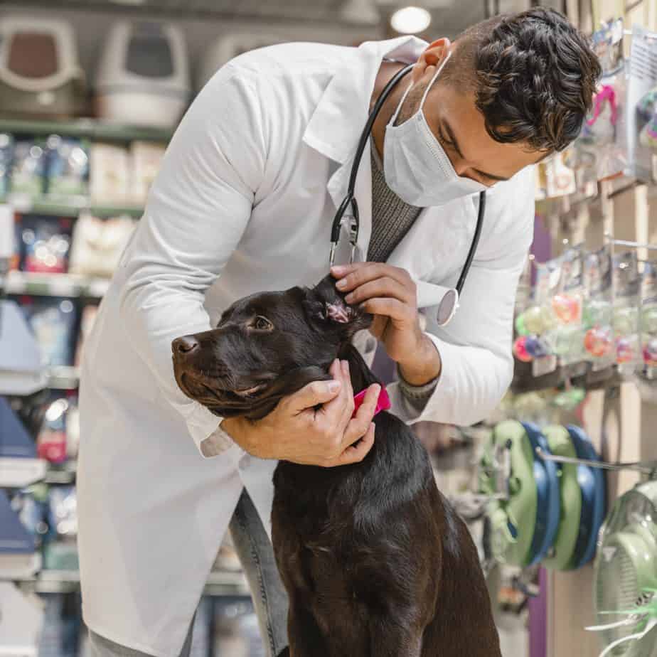 veterinário