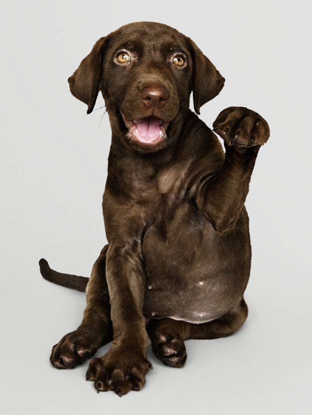 Filhote de labrador: Confira 15 Curiosidades sobre 1 erros de tutores novatos