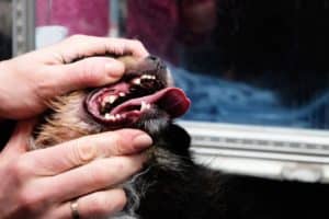 Cão com os dentes de fora - Foto: Freepik