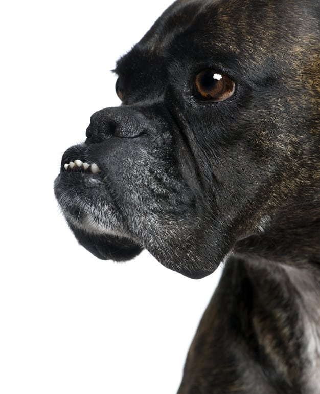 O que o odor da boca do cachorro pode indicar? 5 odor da boca do cachorro