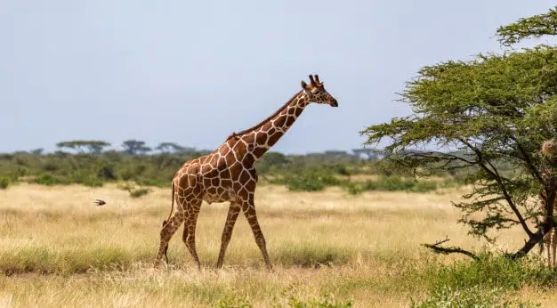 girafa