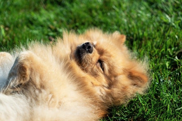 Tempo de vida do cachorro