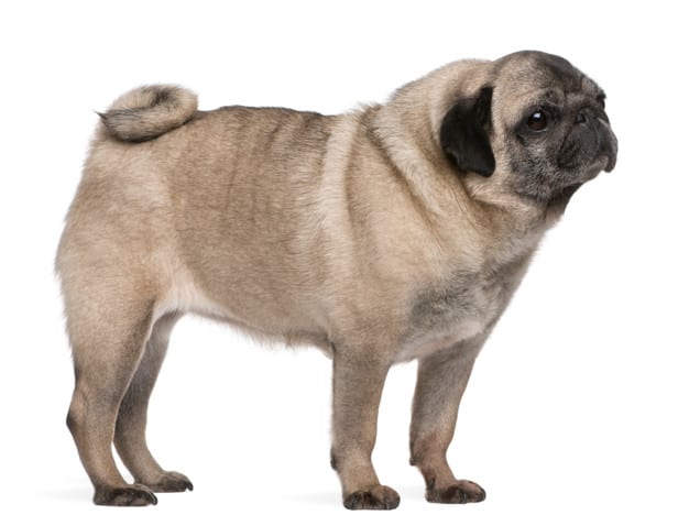 Pug