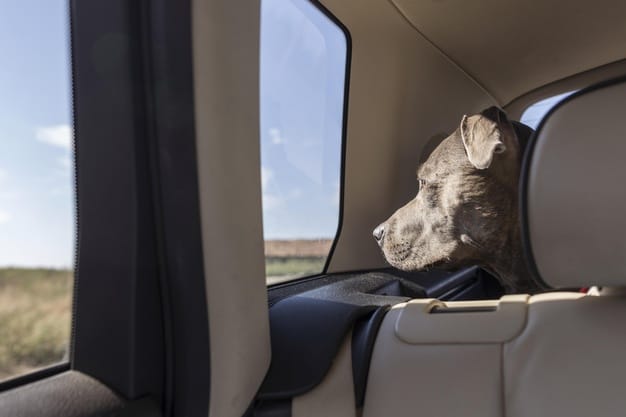 tirar pelo do cachorro do banco do carro