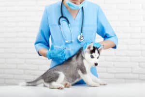 Cachorro sendo vacinado - Foto: Freepik