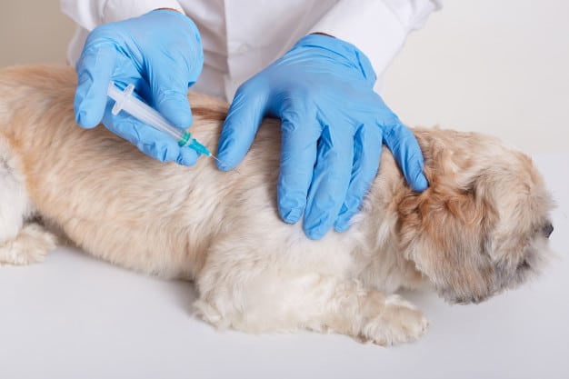 Vacinas para o cachorro