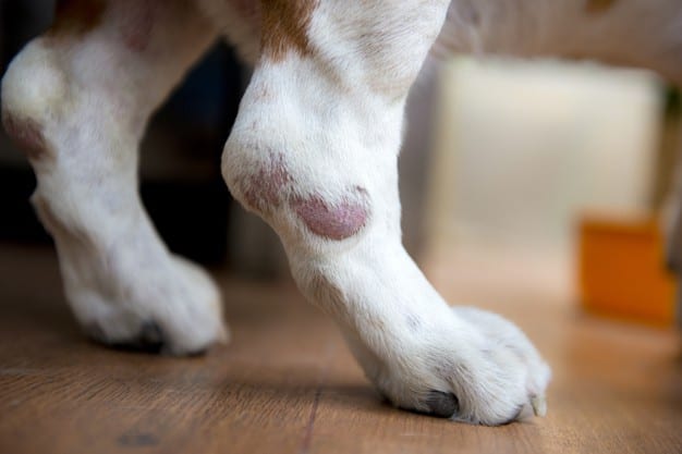 Infecção na pele de cachorro causada por alergia
