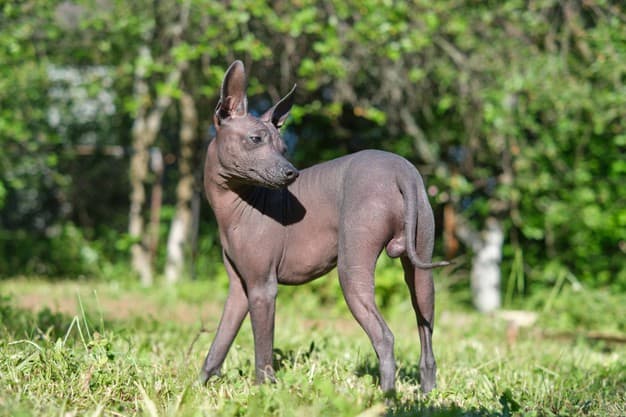 Cão Pelado Mexicano