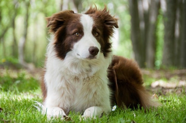 border collie marrom