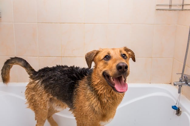 cachorro que mais sofrem com o calor