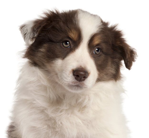 brown border collie 1