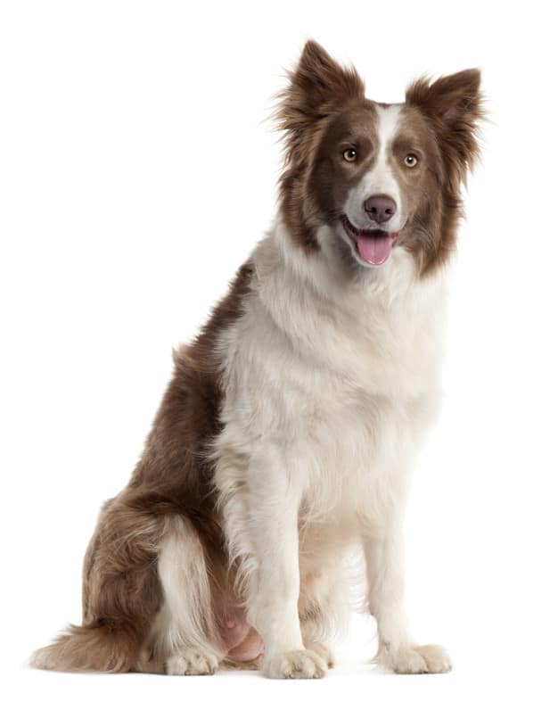 brown border collie 2