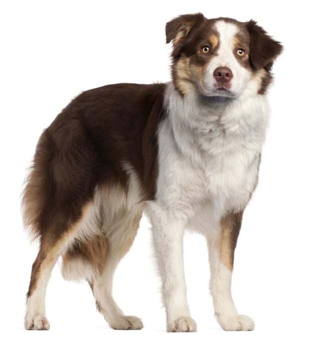 brown border collie 3