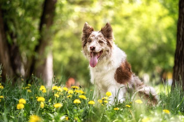 border collie marrom