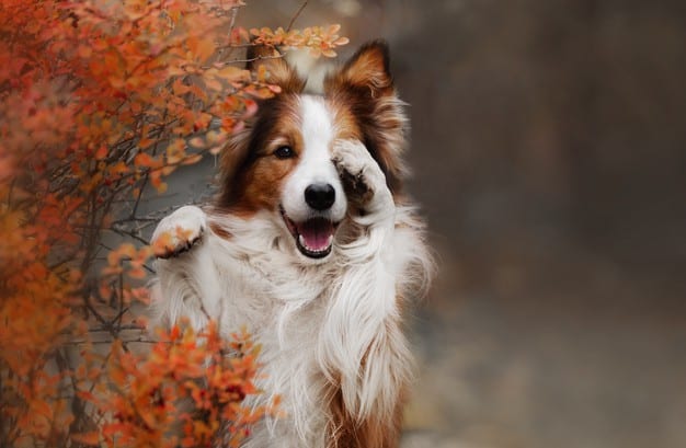 brown border collie4
