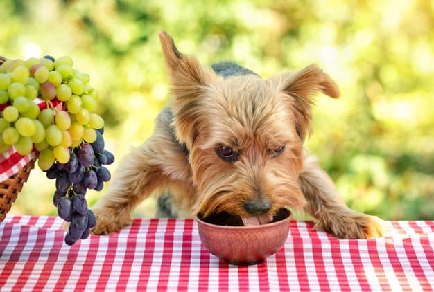 cachorro pode comer salada