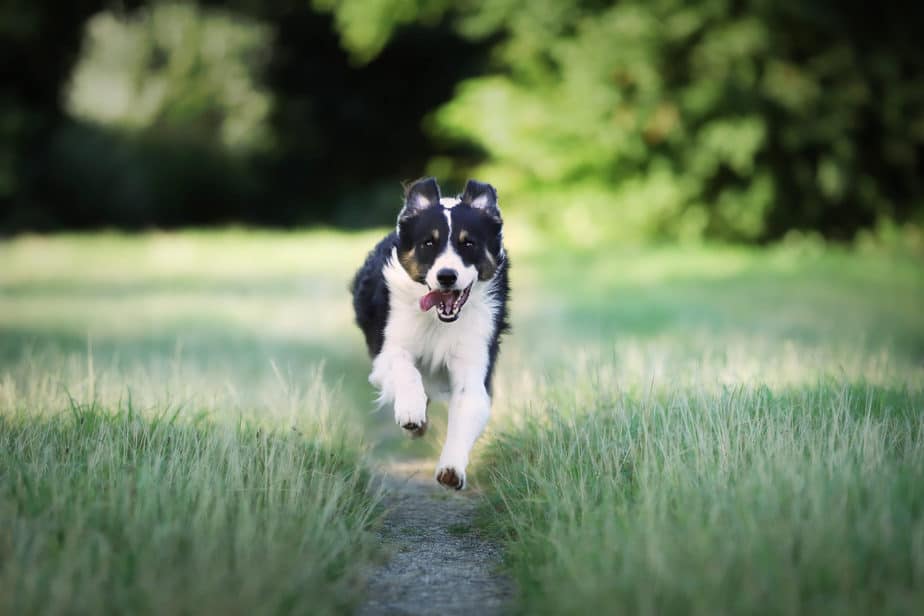 closeup border collie dog running field scaled