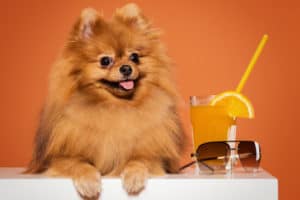 Cachorro ao lado de um copo com suco de laranja. Foto: Freepik