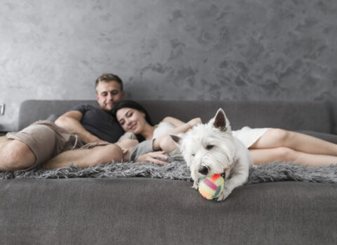 cachorro com bola