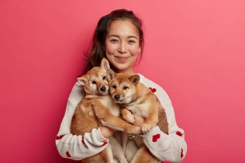 cães de pelo vermelho
