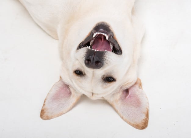 hábitos saudáveis para cães