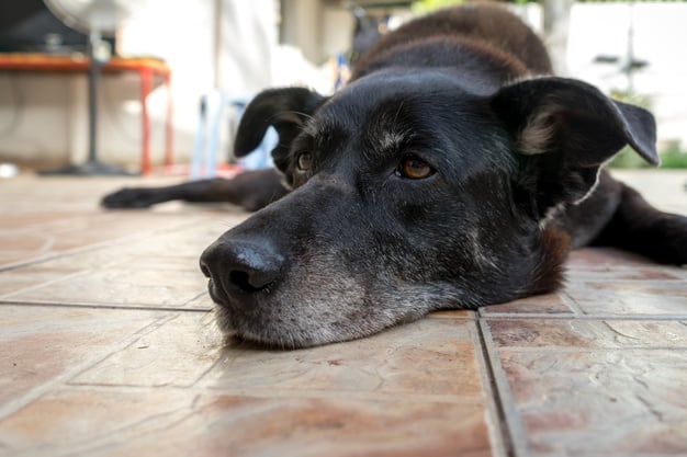 humanização do cachorro