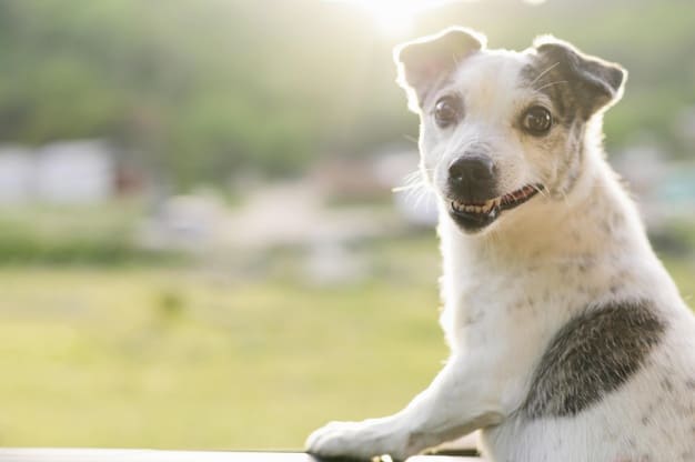 humanização do cachorro