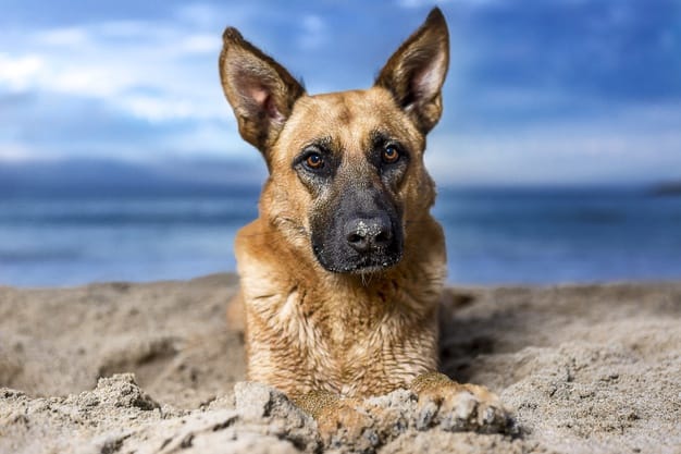 inteligência canina